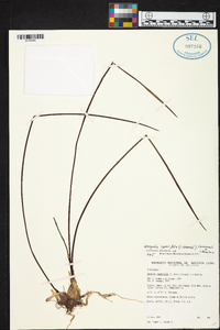 Encyclia cyperifolia image