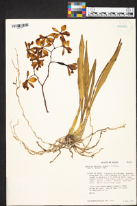 Encyclia dichroma image