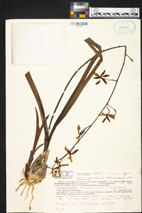 Encyclia diurna image