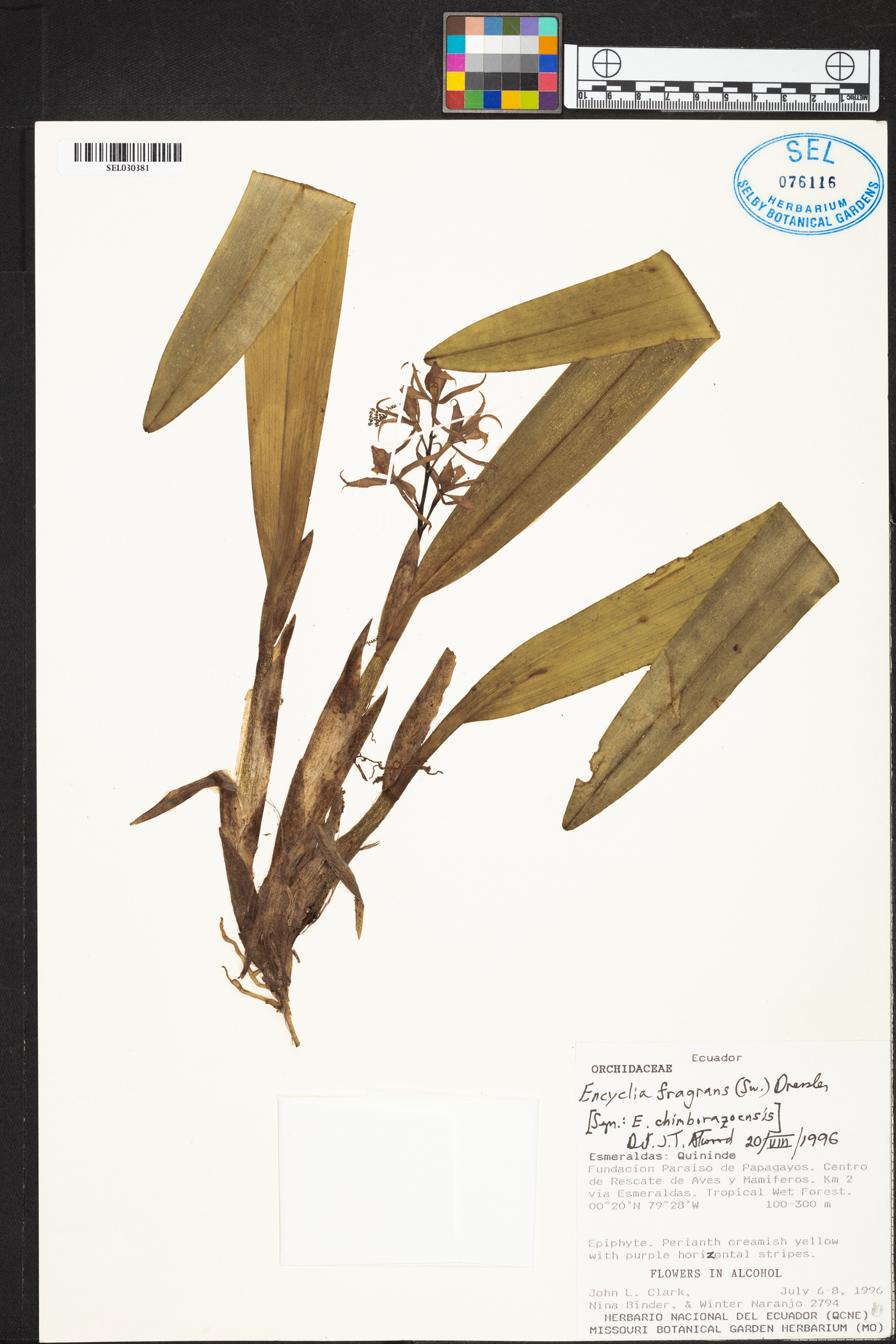 Prosthechea fragrans image