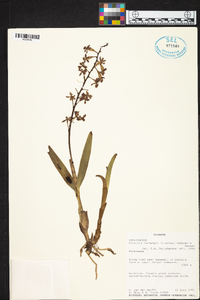 Prosthechea hartwegii image