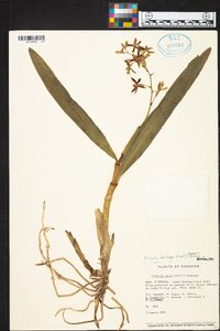 Prosthechea hartwegii image