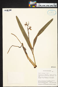 Prosthechea hartwegii image