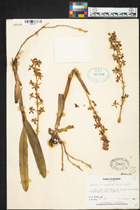 Prosthechea hartwegii image