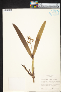 Prosthechea vespa image