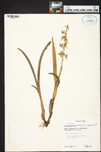 Prosthechea hartwegii image