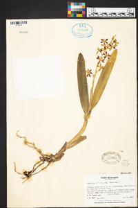 Prosthechea hartwegii image