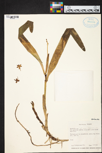 Prosthechea hartwegii image