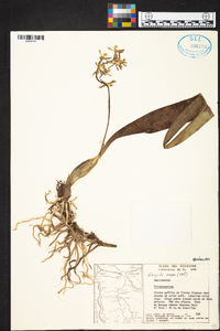 Prosthechea vespa image