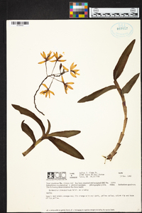 Epidendrum cinnabarinum image