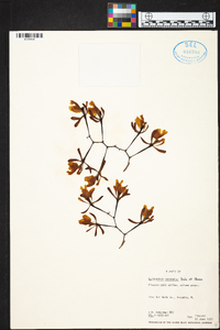 Epidendrum coronatum image