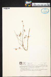 Epidendrum diffusum image