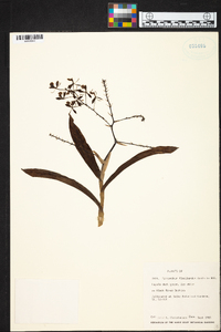 Epidendrum paniculatum image