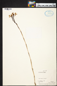 Epidendrum fulgens image