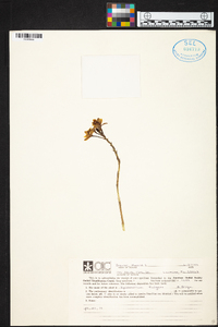 Epidendrum fulgens image