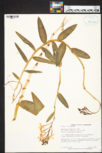 Epidendrum ibaguense image