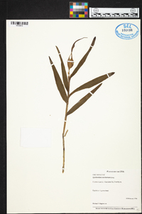 Epidendrum nocturnum image