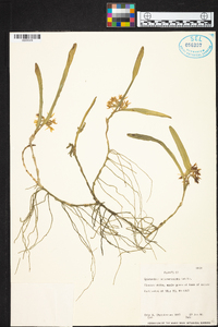 Epidendrum octomerioides image