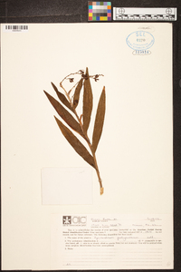 Epidendrum polyanthum image