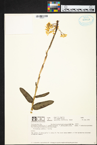 Epidendrum xanthinum image