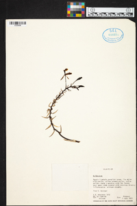 Epidendrum radioferens image