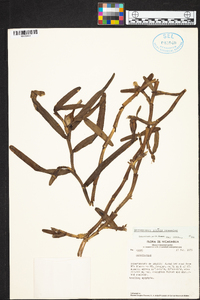 Epidendrum acunae image