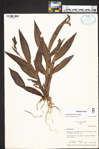 Epidendrum allenii image