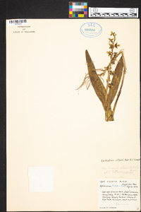 Epidendrum alfaroi image