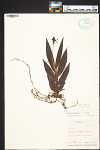 Epidendrum allenii image