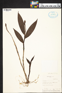 Epidendrum allenii image