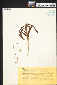 Epidendrum anisatum image