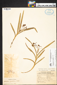 Epidendrum anisatum image