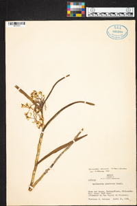 Epidendrum anisatum image