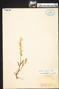 Epidendrum anoglossum image