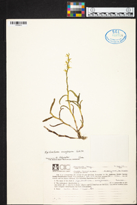 Epidendrum anoglossum image