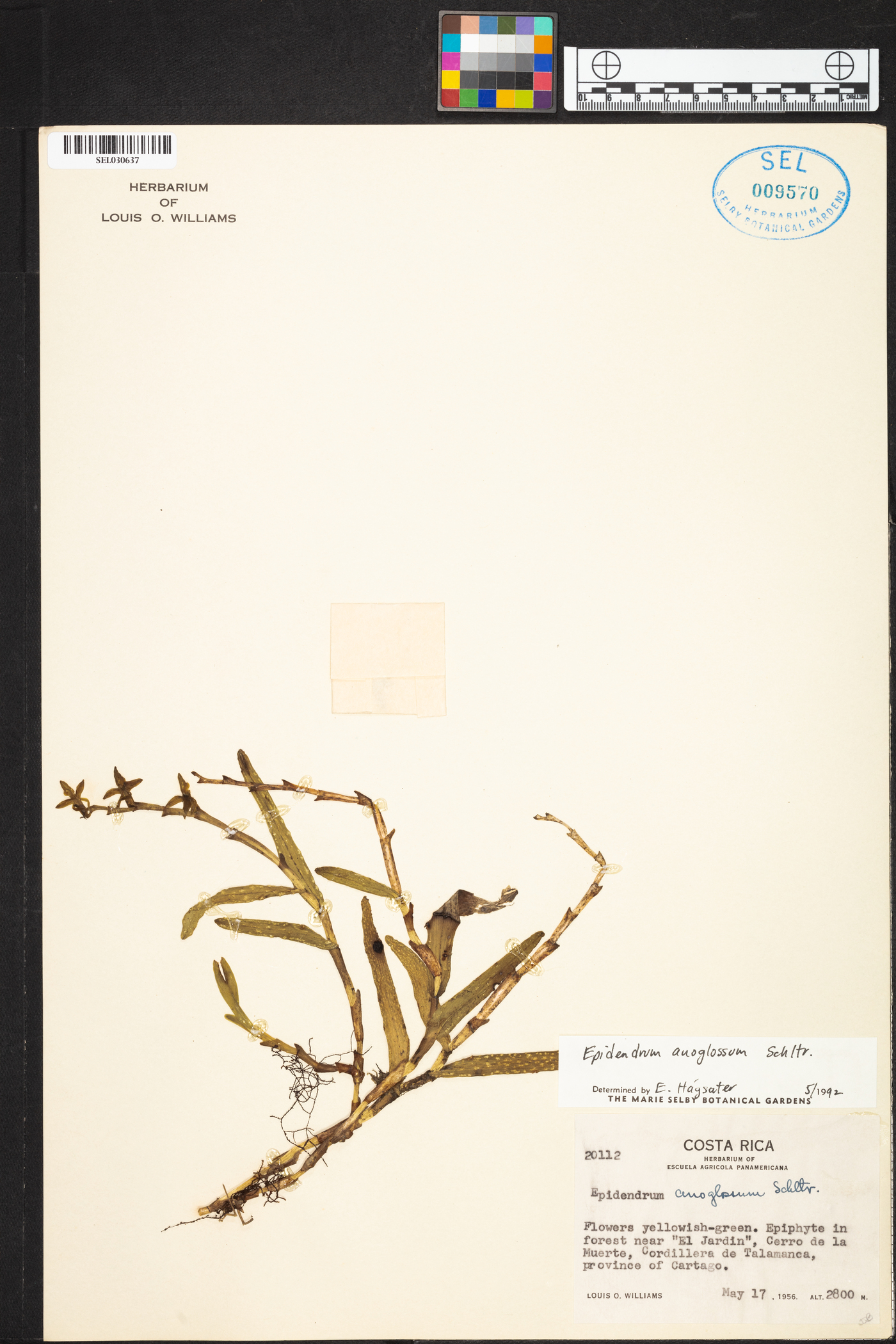 Epidendrum anoglossum image