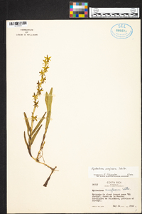 Epidendrum anoglossum image