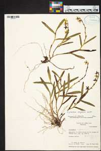 Epidendrum anoglossum image