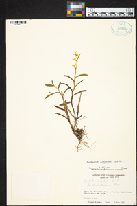 Epidendrum anoglossum image