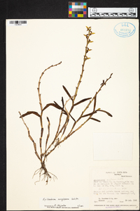 Epidendrum anoglossum image