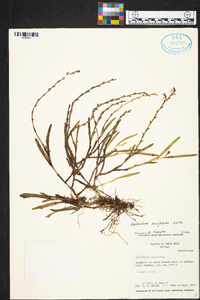 Epidendrum anoglossum image