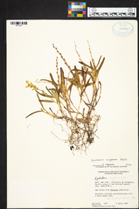 Epidendrum anoglossum image