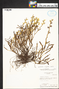 Epidendrum anoglossum image