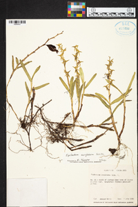 Epidendrum anoglossum image