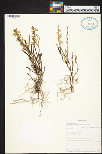 Epidendrum anoglossum image