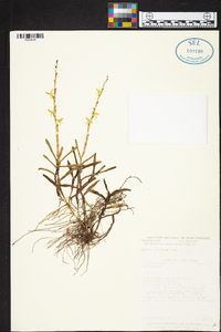 Epidendrum anoglossum image