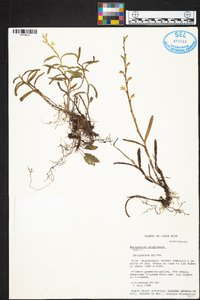 Epidendrum anoglossum image