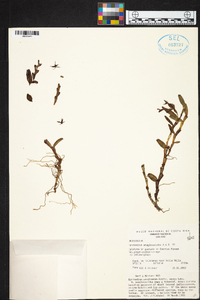Epidendrum anoglossoides image