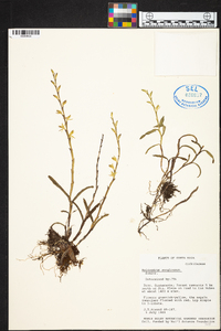 Epidendrum anoglossum image