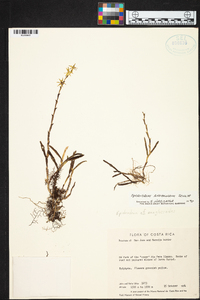 Epidendrum anoglossoides image